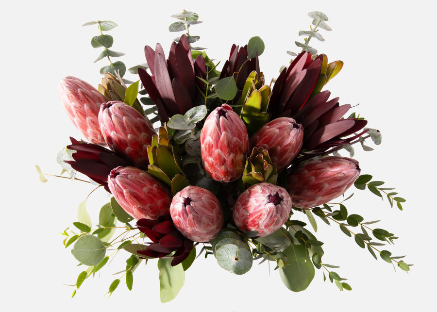 Full View of Double The Queen Protea image number 1
